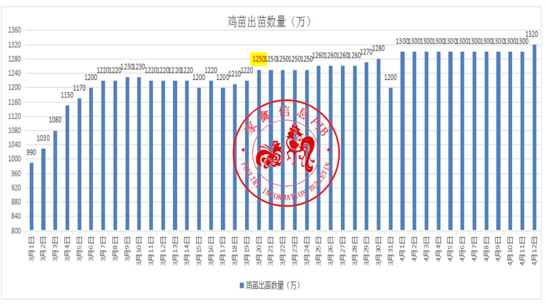 最新毛鸡价格动态解析报告