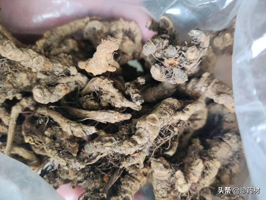 黄连最新价格动态，市场走势及影响因素解析