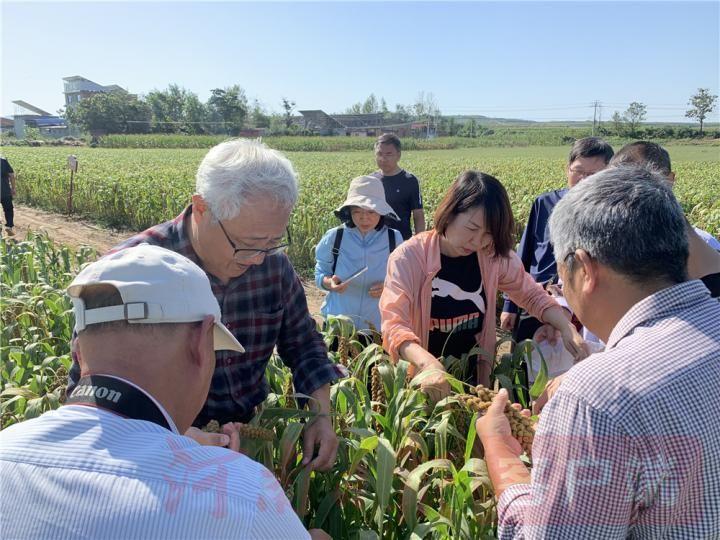 洛阳伊川最新规划进展，繁荣发展的未来蓝图与展望