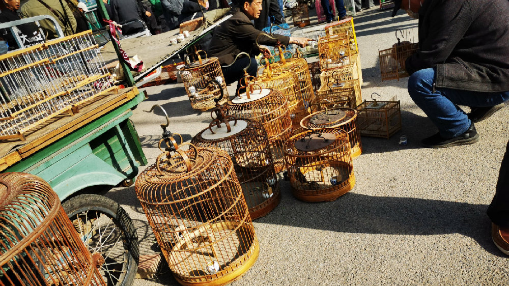 沧州鸟市最新地址揭秘，繁华中的生态乐园