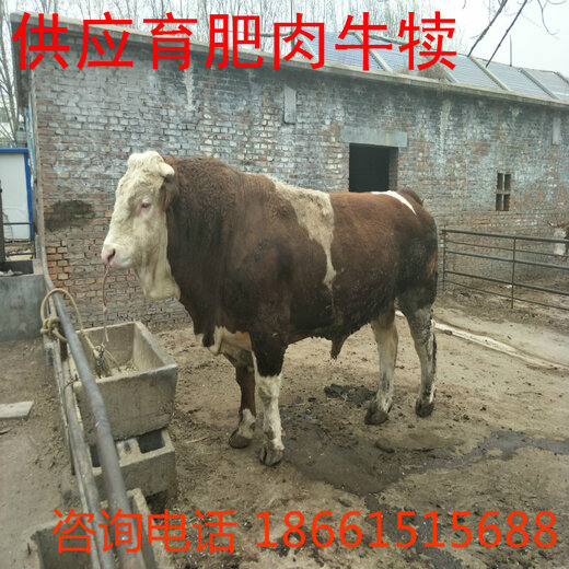 最新肉牛市场价格最新肉牛市场价格动态分析