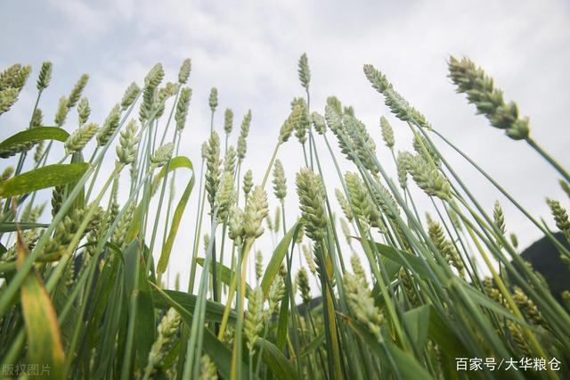 今曰小麦最新价格行情今日小麦最新价格行情分析